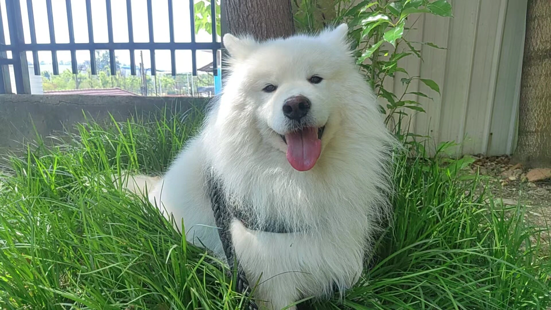 Sunny’s original reference photograph